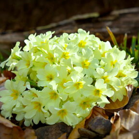 花苗 春 宿根草 プリムラ ブルガリス 1鉢 3～3.5号 【お届け中】Primula vulgaris 黄花 イングリッシュガーデン ガーデニング サクラソウ科 宿根草 耐寒性多年草 冬 秋 2023AKI