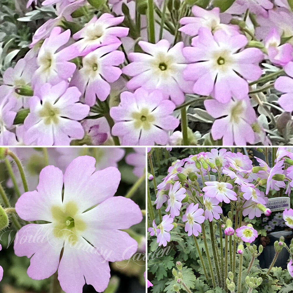 苗 花苗 雲南桜草 1鉢 3〜3.5号【お届け中】Primula filchnerae 桃花 耐寒性 寄せ植え ウンナン桜草 ウ..