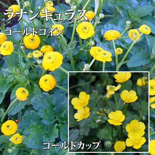 ハッピーガーデン 花の鉢植え 花苗 春苗 多年草 ラナンキュラス 1鉢 3～3.5号【お届け中】Ranunculus Gold ゴールドコイン 宿根草 這金鳳花 イングリッシュガーデン グランドカバー 鉢植え 庭植え 花壇 秋 冬 ハッピーガーデン 【2024SPR】