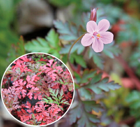 花苗 多年草 ゲラニウム レッドロビン 1鉢 2～3.5号【お届け中】Geranium Redrobin 春苗 秋苗 多年草 赤葉 草丈低中 カラーリーフ イングリッシュガーデン 苗 鉢植え 庭植え 紅葉 レッドリーフ ハッピーガーデン【2023AKI】