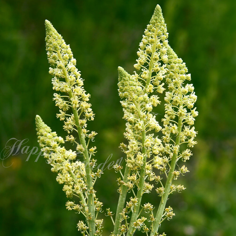 花苗 春苗 レセダ 選べる2種 1鉢 3～3.5号【お届け中】Reseda yellow white 多年草 イエロー ホワイト 耐寒性 花期長い 草丈中 花穂 庭植え 花壇 鉢植え 寄せ植え ハッピーガーデン 2024SPR