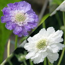 花苗 多年草 スカビオサ コーカシカ 青花 白花 3種より選択 1鉢 3.5号【お届け中】Scabiosa caucasica White Queen Komp...