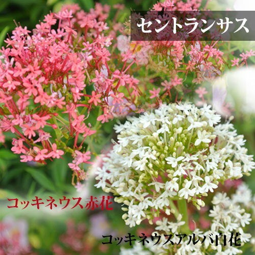 花苗 セントランサス 選べる2種 1鉢 3～3.5号【お届け中】 Centranthus ruber Coccineus 宿根草 赤花 白花 イングリ…