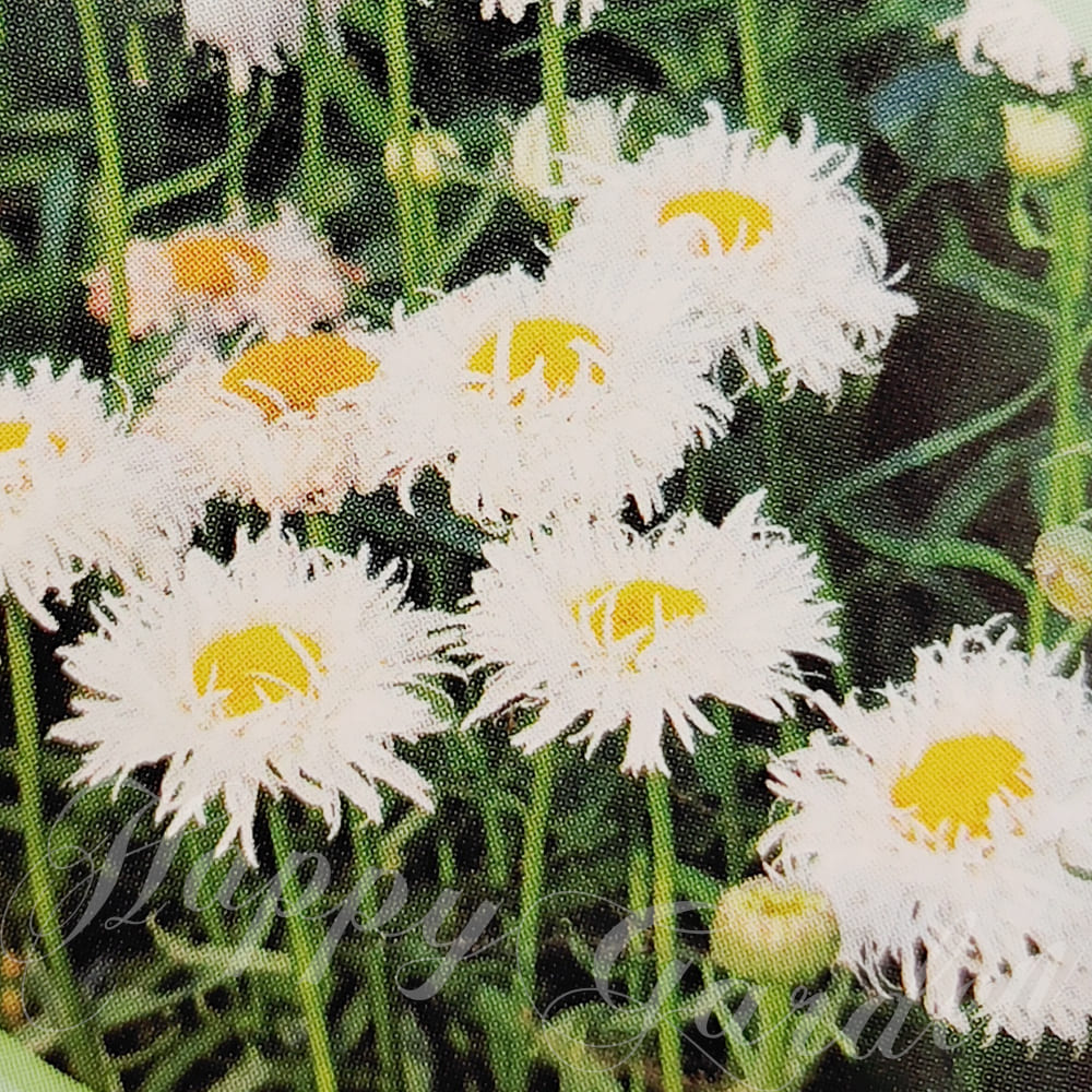 花苗 シャスターデイジー スノードリフト 1鉢 3.5号【お届け中】Leucanthemum superbum Snow Drift 宿根草 耐寒性多年草 冬季落葉種 白花 花壇 庭植え 鉢植え ガーデン ガーデニング ハッピーガーデン