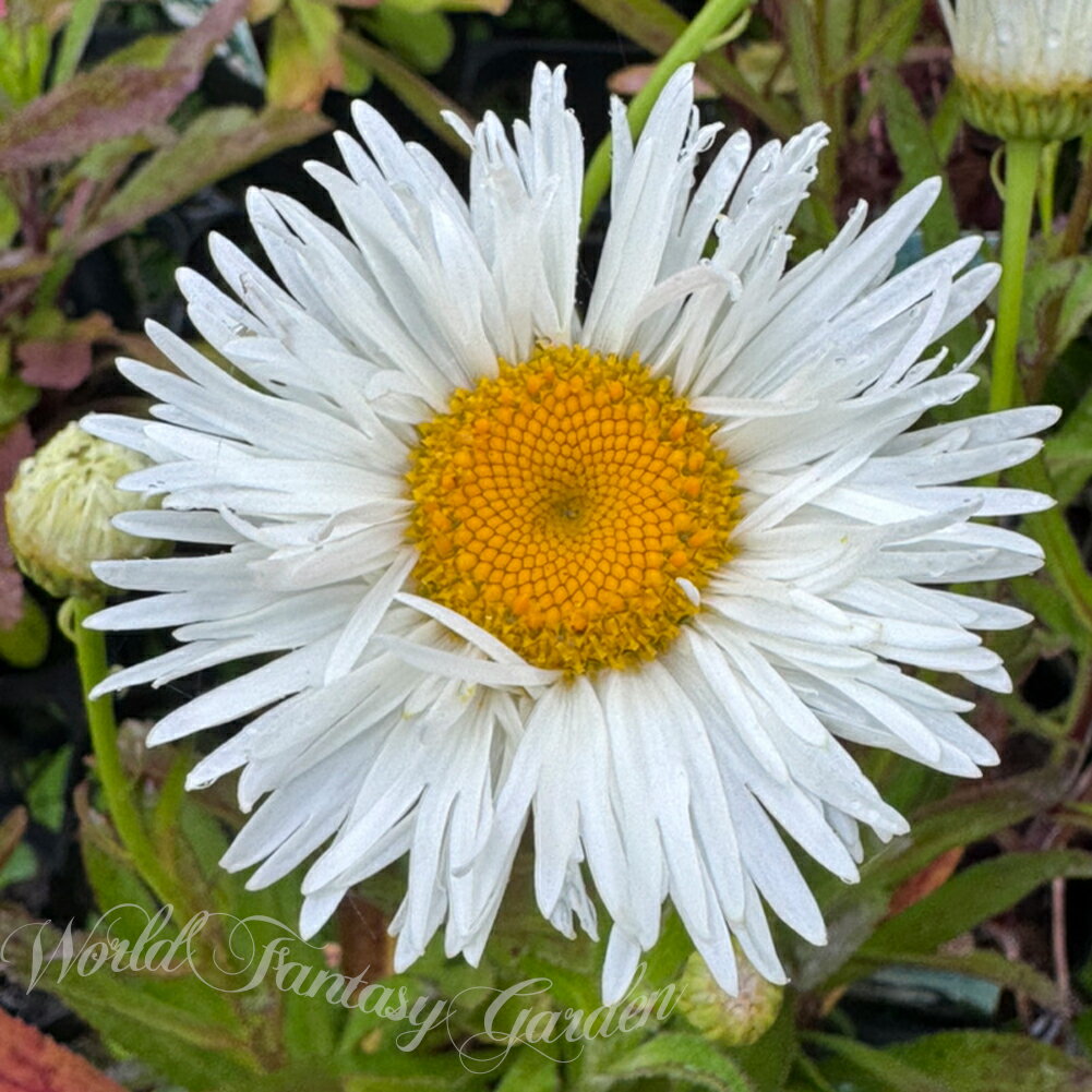 花苗 春夏 冬 秋 シャスターデイジー スノードリフト 1鉢 3〜3.5号Leucanthemum superbum Snow Drift 宿根草 耐寒性多年草 冬季落葉種 白花 花壇 庭植え 鉢植え ガーデン ガーデニング 春 ハッピーガーデン