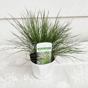 花苗 夏苗 スティパ イチュー 1鉢 3号ロングポット【お届け中】 Stipa ichu 宿根草 多年草 耐寒性多年草 花の苗 ガーデン ガーデニング グラス ...