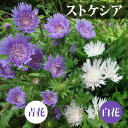 花苗 ストケシア 2種より選択 1鉢 3〜3.5号【お届け中】Stokesia laevis 草丈が低中 白花 青花 花苗 苗 季節の花苗 夏苗 宿根草 春 冬...
