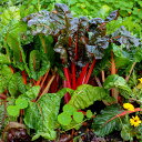 花苗 観賞用 スイスチャード 1鉢 3〜3.5号【お届け中】Beta vulagrisvar.hortensis 春 冬苗 春苗 花 カラーリーフ イングリッシ...