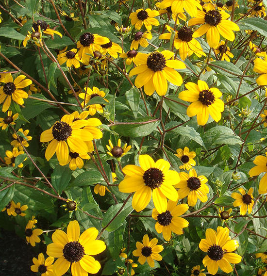 花苗 ルドベキア タカオ 1鉢 3～3.5号 【お届け中】 Rudbeckia triloba Takao 宿根草 草丈高 黄花 苗物 鉢植え 庭植…