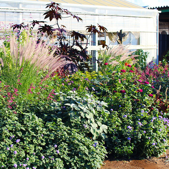 花苗 夏 グラス ペニセタム カーリーローズ 1鉢 3～3.5号ロング【お届け中】Pennisetum orientale 'Karley Rose’宿根草 多年草 イングリッシュガーデン ガーデン 丈夫 秋花 庭植え 鉢植え 夏 ハッピーガーデンのサムネイル