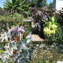 花苗 夏 トウゴマ ブラックナイト 1鉢 3〜3.5号【お届け中】Ricinus communis CastorBeen 大型種 バーガンディー色 銅葉 夏苗 ...