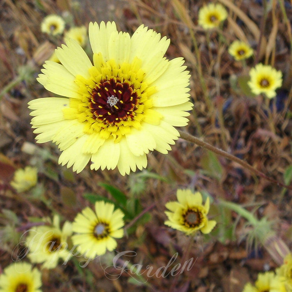 花苗 春 トルピス バルバータ 1鉢 3~3.5号【お届け中】Tulpis barbata トルビス 常...