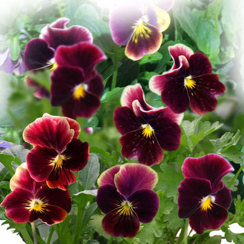 花苗 春 ビオラ あんみつももか 3.5号 2鉢セット【お届け中】viola 一年草 イングリッシュガーデン 寄せ植え ガーデニング 鉢植え 庭植え 花壇 【2022PAN】 ハッピーガーデンのサムネイル