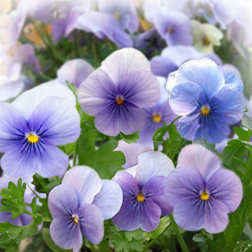 花苗 秋 冬 ビオラ ビビ クリアライトブルー 2鉢 セット【お届け中】ビオラ 苗 花苗 一年草 viola イングリッシュガーデン 寄せ植え ガーデニング 鉢植え 庭植え 花壇 2023PAN ハッピーガーデンのサムネイル