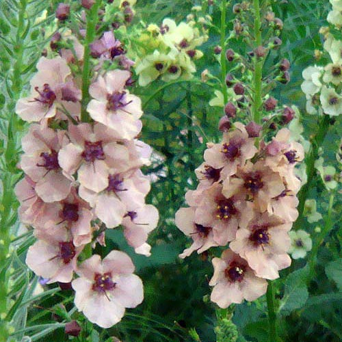 花苗 宿根草 春苗 バーバスカム サザンチャーム 1鉢 3～3.5号ロング 【お届け中】Verbascum Southem Charm 多年草 桃花 イングリッシュガーデン 花色 色幅あり ハッピーガーデン 2023AKI