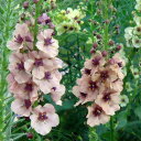 花苗 宿根草 春苗 バーバスカム サザンチャーム 1鉢 3～3.5号ロング 【お届け中】Verbascum Southem Charm 多年草 桃花 イングリッシュガーデン 花色 色幅あり ハッピーガーデン 2023AKI