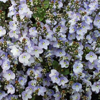 花苗 秋 多年草 宿根草 花 ベロニカ マダムマルシア 1鉢 3~3.5号【お届け中】Veronica petraea Madame ..