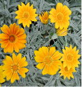 花苗 春苗 ガザニア ビクトンオレンジ 1鉢 3～3.5号 Gazania Victonorenge 多年草 春苗 苗 鉢植え 庭植え ガーデニング 花壇 シルバーリーフ 夏に強い 夏 ハッピーガーデン