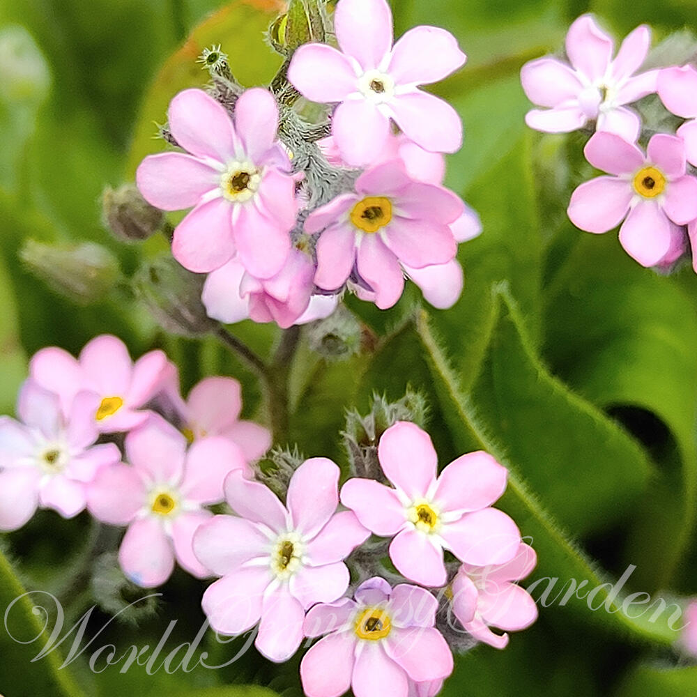 花苗 春 わすれな草 ピンク 1鉢 3～3.5号【お届け中】Myosotis Forget me not一年草 桃花 忘れな草 ワスレナグサ 勿忘草 春苗 花苗 苗 鉢植え 庭植え 寄せ植え ガーデニング ガーデン 花壇　2024SPR