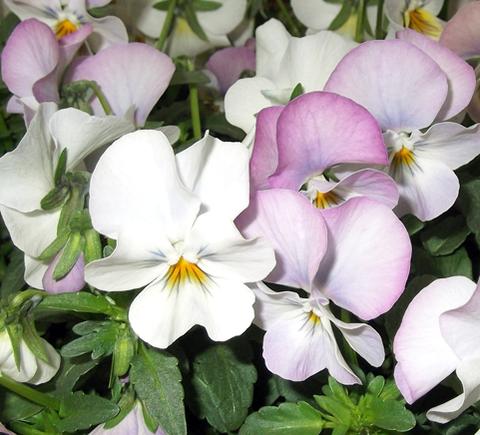 花苗 パンジー ビオラ よく咲くスミレ ライチ 2鉢セット【お届け中】小中輪 薄ピンクのグラデーション ..