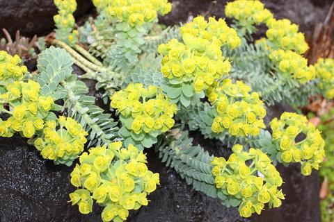 花苗 ユーホルビア ミルシナイツ 1鉢3～3.5号【通年販売 取置】 Euphorbia myrsinites 多年草 春苗 黄花 草丈低 花苗…