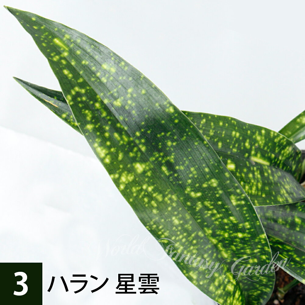 楽天市場】aspidistra elatiorの通販