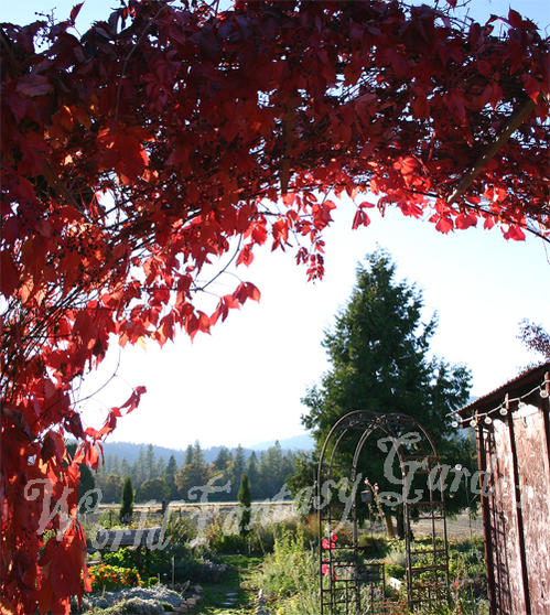 ヘンリ ヅタ 3号1鉢 Parthenocissus henryana