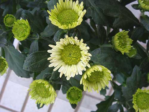 クリサンセマム スプラッシュ・メドゥ 4号1鉢Chrysanthemum Splash meadow 鉢花