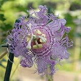   ȥ 󥫥ʥ  31ȭ ڤϤ Passiflora incarnata   ¿ǯ Ƥβ   ФΥƥ   褷 ǥ˥ Ĥʪ 饤ߥ󥰥 ꡼󥫡ƥ ѥåե롼   ϥåԡǥ