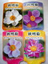 秋明菊 3.5号 1鉢Japanese anemone 2012年 Happy Garden新登場 シュウメイギク 宿根 花苗