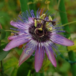 花苗 夏 トケイソウ ジャネット 苗 3号1鉢【お届け中】Passiflora Jeanette 苗 夏苗 多年草 夏の花 花壇 庭植え 緑のカーテン 夏苗 節電 よしず ガーデニング つる性植物 クライミングタイプ グリーンカーテン パッションフルーツ 暑耐性 日陰 ハッピーガーデン