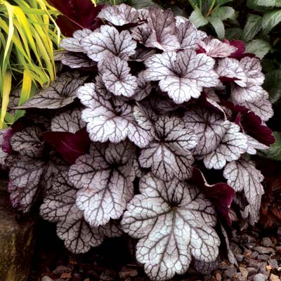 ヒューケラ グリッター 2.5号 中型葉・シルバー系Heuchera Glitter常緑多年草 花苗 シェイドガーデン シェードガーデン 日陰 カラーリーフ ガーデン 花壇 鉢植え 寄せ植えのサムネイル