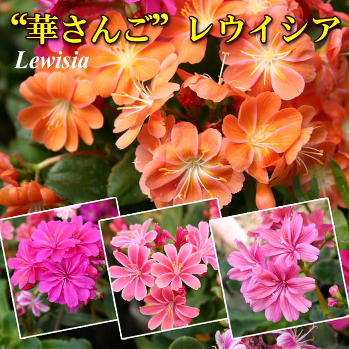 花苗 多年草 レウイシア エリーゼ 3色3鉢セット 3.5号【お届け中】Lewisia レウイシア エリーゼ スベリヒユ科 草花　鉢植え 花壇 ハッピーガーデン