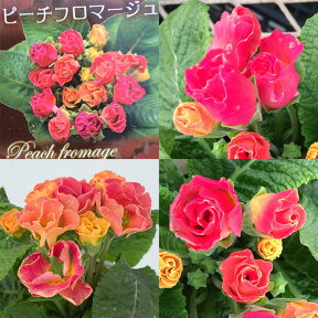 花苗 バラ咲き プリムラ ジュリアン 7種類から選べる 1鉢 3.5号【お届け中】Primula 冬咲き 草花 冬 春 花の苗 寄せ植え ガーデニング 庭植え イングリッシュガーデン 冬の花 花壇 庭