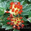 ֲ ղ ƥꥹ åɥڥå 1ȭ 33.5ڤϤAnthyllis vulneraria ssp coccinea Red Carpet Ѵ¿ǯ ɺ    ȭ ֲ֥ ǥ ǥ˥ ϥåԡǥפ򸫤