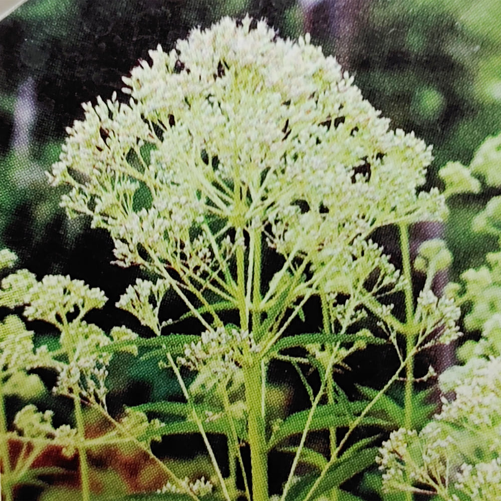 花苗 ユーパトリウム アイボリータワーズ 1鉢 3～3.5号【お届け中】Eupatorium fistulosum f albidum Ivory Towers …