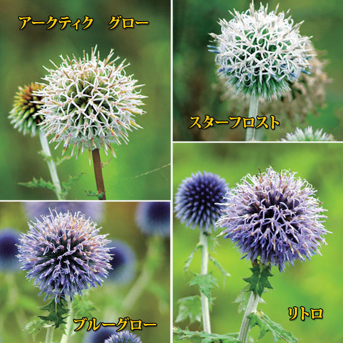 花苗 多年草 ルリタマアザミ エキノプス 5種から選べる 1鉢 3.5号ロングポット【お届け中】Echinops Blue Glow Ritoro Arctic Glow Platinum blue エキノプシス ブルーグロー リトロ/スターフ…