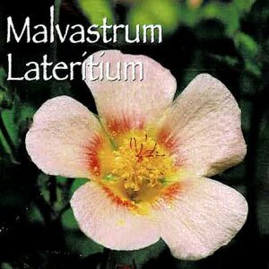 花苗 春苗 マルバストラム ラテリティウム 1鉢 3～3.5号【お届け中】Malvastrum Lateritium 春苗 多年草 草丈低 桃花 苗 鉢植え 庭植え ガーデニング 花壇 花 イングリッシュガーデン サーモンピンク 夏 春植え ハッピーガーデン