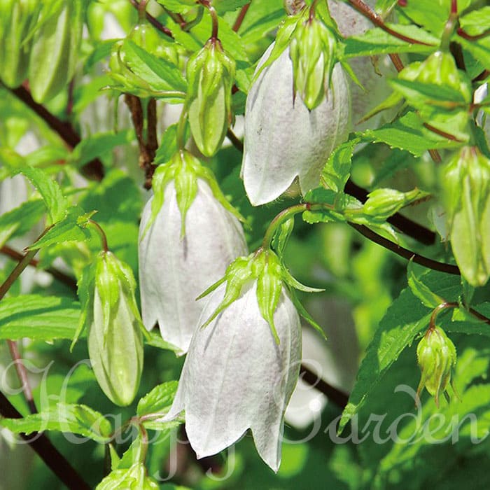 花苗 カンパニュラ シロハナタケシマホタルブクロ 1鉢 3～3.5号【お届け中】Campanula takesimana Alba タケシマナ アルバ 蛍袋 釣鐘草 チョウチンバナ 白花 宿根草 耐寒性多年草 秋植え 花壇 庭植え 鉢植え 桃花 ガーデン ガーデニング