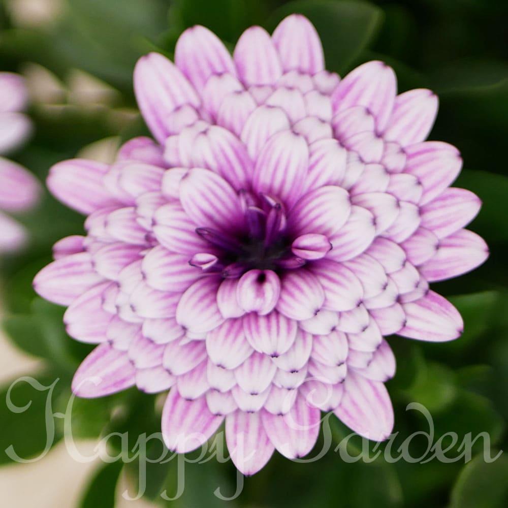 花苗 ダブルオステオスペルマム シルム 1鉢 3～3.5号【お届け中】Osteosermum 多年草 草花 青花 八重咲き 八重咲 ダブル 鉢植え 花壇 露地植え コンテナ ハンギング ガーデニング ガーデン 花の苗 花 苗物ハッピーガーデン　ゲブラナガトヨ【2024spr】