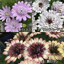 花苗 ダブルオステオスペルマム 3種類から選べる 1鉢 3.5号Osteospermum アフリカンデージー 宿根草 多年草 花 春 春苗 ガーデニング ゲブラナガトヨハッピーガーデン