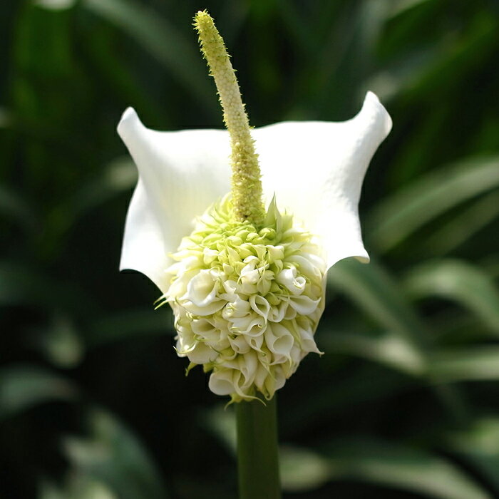 花苗 多年草 珍しい カラー エチオピカ プレナ 1鉢3.5号 Long 大苗 【お届け中】 Zantedeschia 花苗 球根植物 カラー…