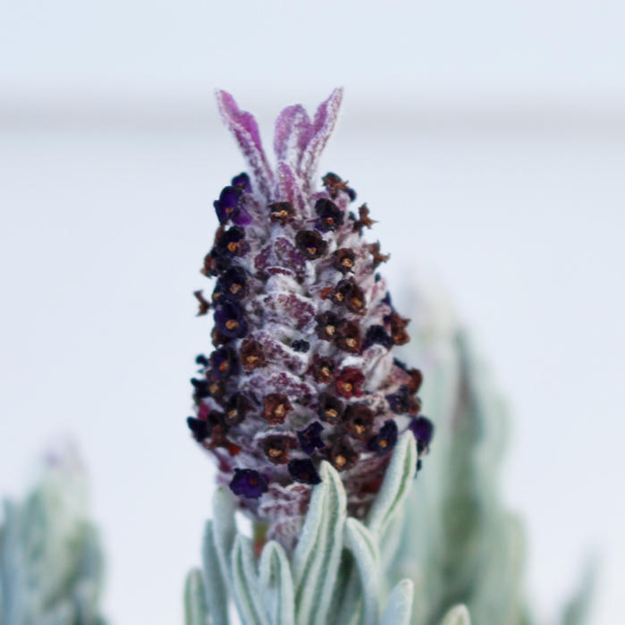 ラベンダー スノークリスタル 1鉢 3.5号 Lavender snowcrystal 苗 フレンチラベンダー 多年草