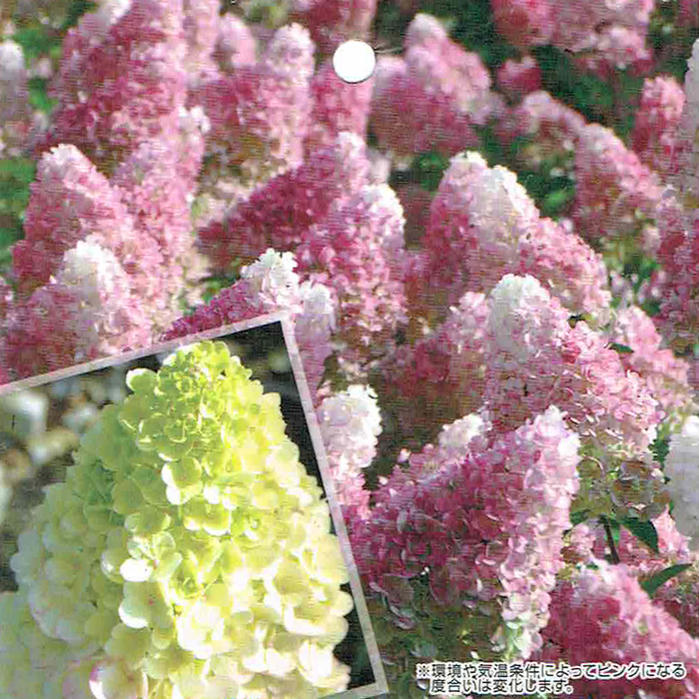 紫陽花 サンデーフレーズ 1鉢 7号鉢 大苗 開花見込み株 ピラミッド アジサイ Hydrangea paniculata Sundae Fraise Rensun あじさい 北海道、沖縄、九州へのお届けは別途送料のサムネイル