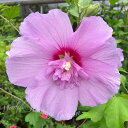 花木 ムクゲ ローズオブシャロン ラベンダーシフォン 5号【お届け中】Hibiscus syriacus 鉢植え アオイ フヨウ 庭木 落葉性 桃花 花が咲く木...