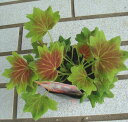 モミジ葉ゼラニューム 3号1鉢Pelargoniumhortorum