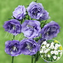 新登場 花苗 秋 八重咲きカンパニュラ 2種から選べる 1鉢 3．5号【お届け中】Campanula medium cv 青花 白花 カンパニラ 宿根草 多年草 耐寒性多年草 冬季落葉種 八重咲き ラ ボナミー ラ ボンアミー ラ ベル ハッピーガーデン