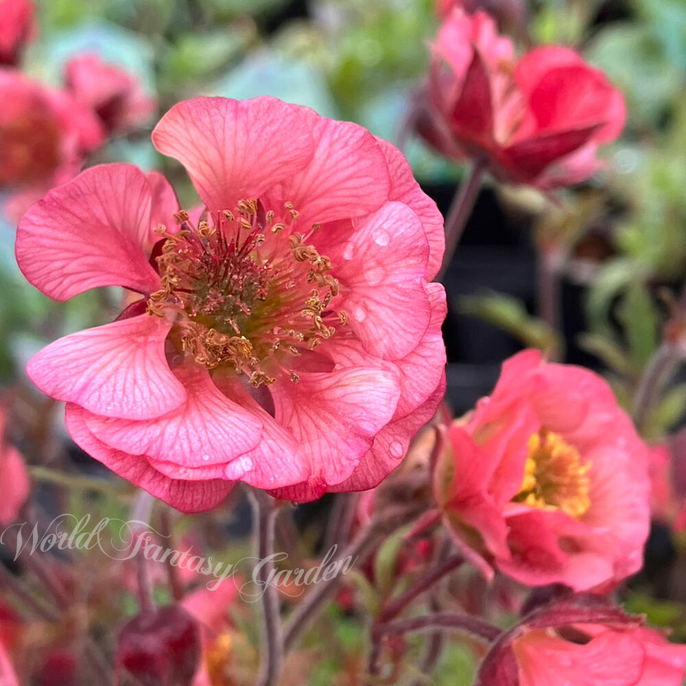 花苗 ゲウム ベルバンク 1鉢 3～3.5号【お届け中】Geum riv.Bell Bank 草花 多年草 夏苗 夏の花 ガーデン 花壇 ガー…