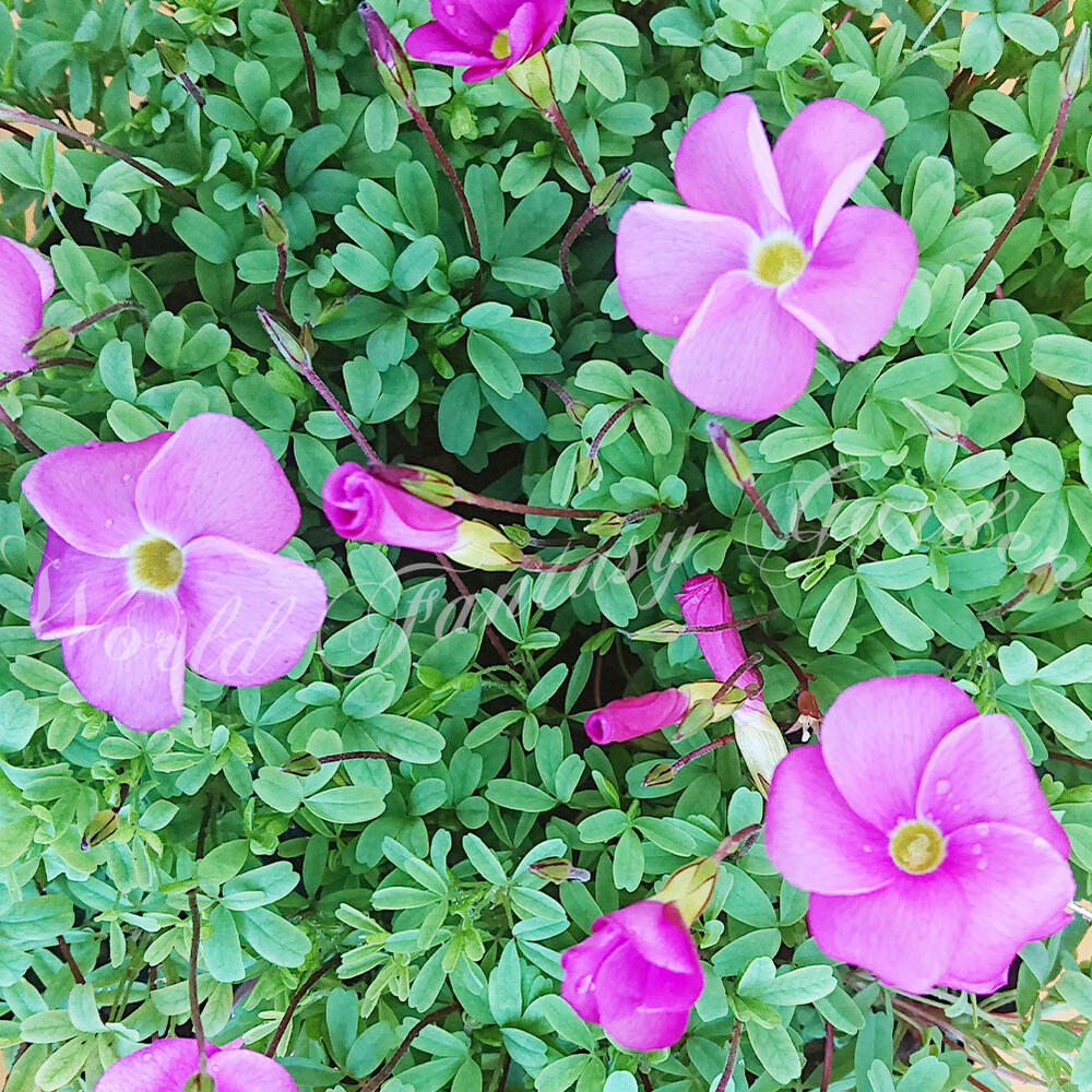 花苗 オキザリス ローズ 1鉢 3.5号鉢 【お届け中】 耐寒性 鉢植え 庭植え グランドカバー