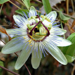    ȥ 쥢 1ȭ 33.5ڤϤPassiflora caerulea   ¿ǯ Ƥβ   ФΥƥ  褷 Ĥʪ 쥢 饤ߥ󥰥 ꡼󥫡ƥ ѥåե롼   ϥåԡǥ